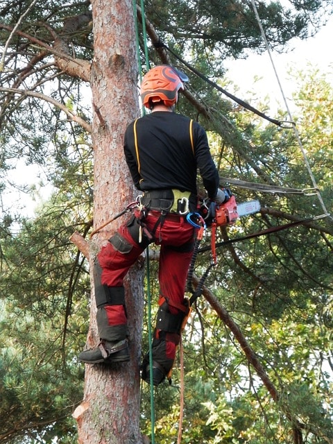 tree-surgeon-gc9a4d4816_640